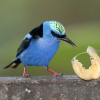 Wirral Bird Club - “Costa Rica” -  David Tolliday