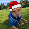 Bark in the Park - Christmas Special