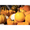 The Pumpkin Festival at Farndon Fields