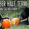 October Half Term at Woburn Safari Park 🎃👻