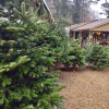 Ramster Christmas Trees and Festive Shopping