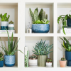 Houseplant January
