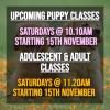 Dog Training Classes in Sutton Coldfield, New Courses at The Empawrium