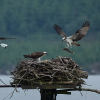 Wirral Bird Club - “Brenig Osprey Project” -  Sarah Callon