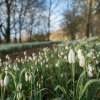 Snowdrop Sundays 1st, 8th, 15th February.  10.00 - 15.00