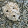 The Stones Cry Out – Dorothy Morris