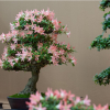 Bonsai Show 