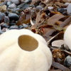 sculptural felting Workshop