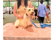  The Style to Rescue Dog Grooming Competition