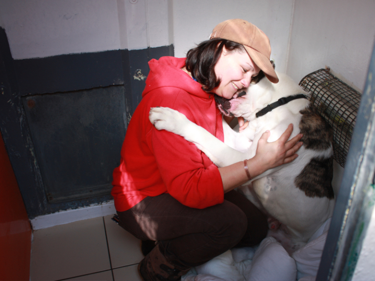 Kelsion Boarding Kennels and Cattery Cardigan and Teifi Valley