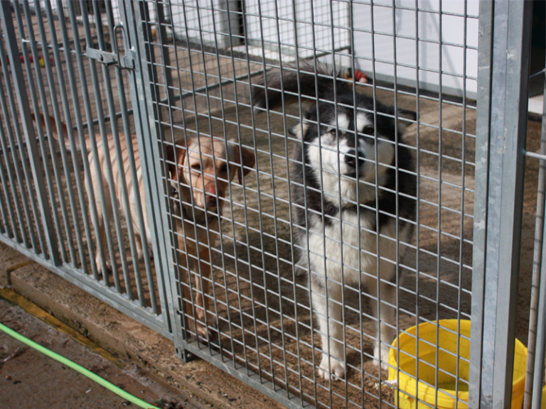 Kelsion Boarding Kennels And Cattery - Cardigan And Teifi Valley