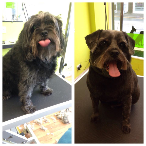 Shawz 4 Pawz Dog Grooming Studio Cannock