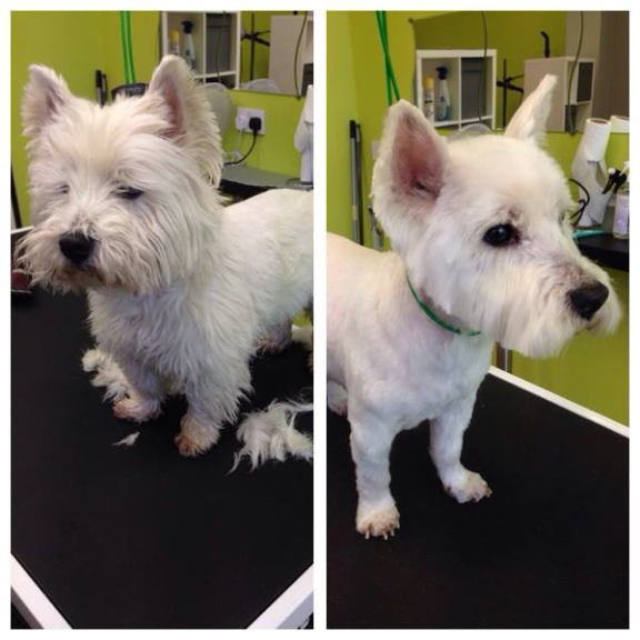 Shawz 4 Pawz Dog Grooming Studio Cannock