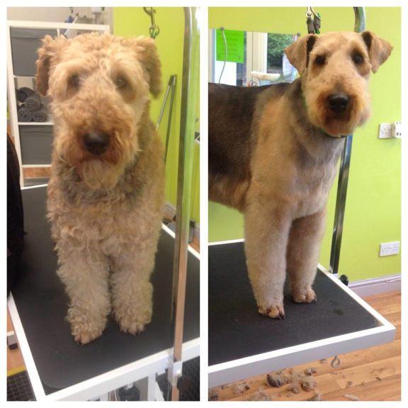 Shawz 4 Pawz Dog Grooming Studio Cannock