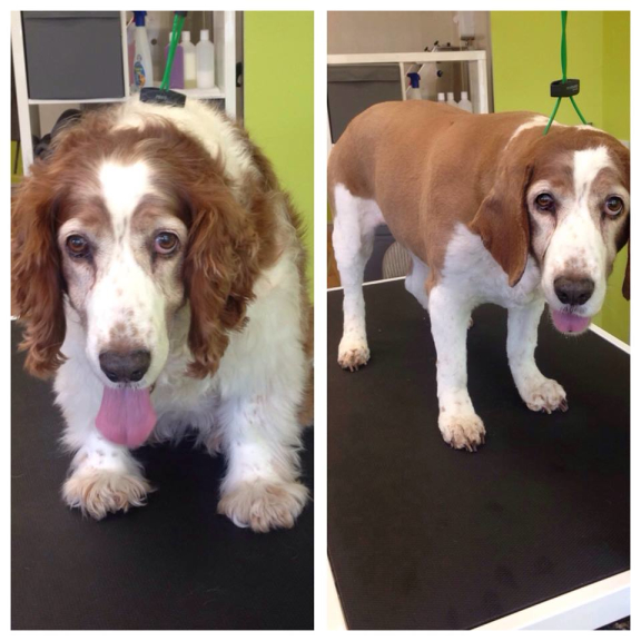 Shawz 4 Pawz Dog Grooming Studio Cannock