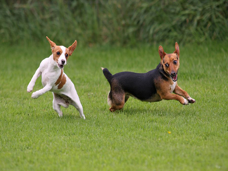 Fairway Boarding Kennels Walsall