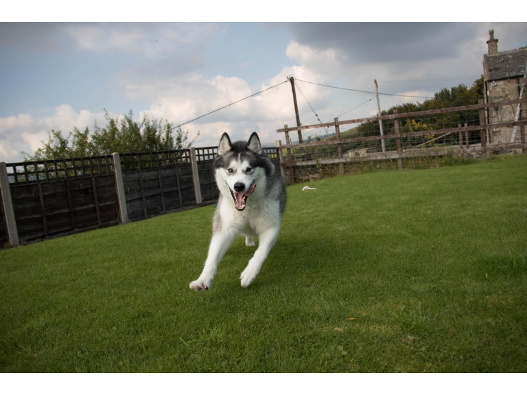 Pawprints Boarding Kennels, Bury. A home from home for your dog