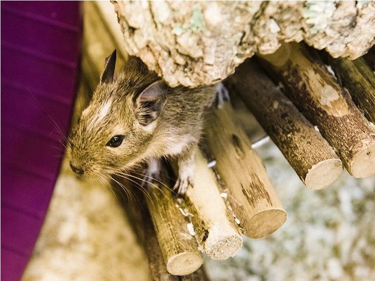 Hollybush Pets and Aquaria Cannock