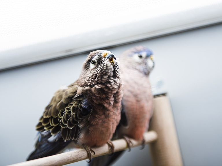 Hollybush Pets and Aquaria Cannock