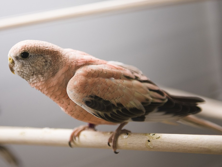 Hollybush Pets and Aquaria Cannock