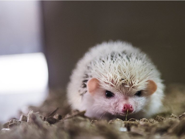 Hollybush Pets and Aquaria Cannock