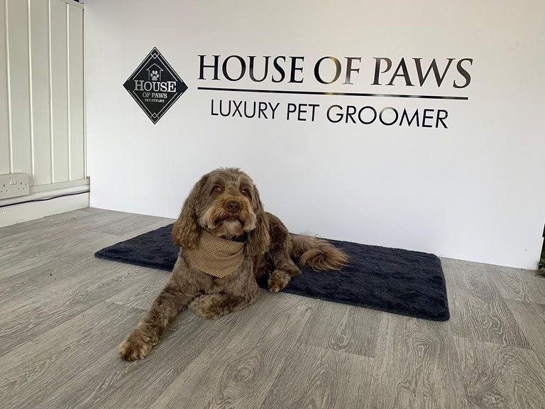 Paws Pet House Grooming House Grooming Salon Animal House Dog