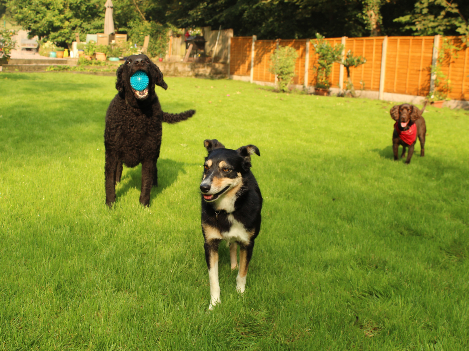 Ironbridge Dog Walking and Home Boarding Telford and Wrekin