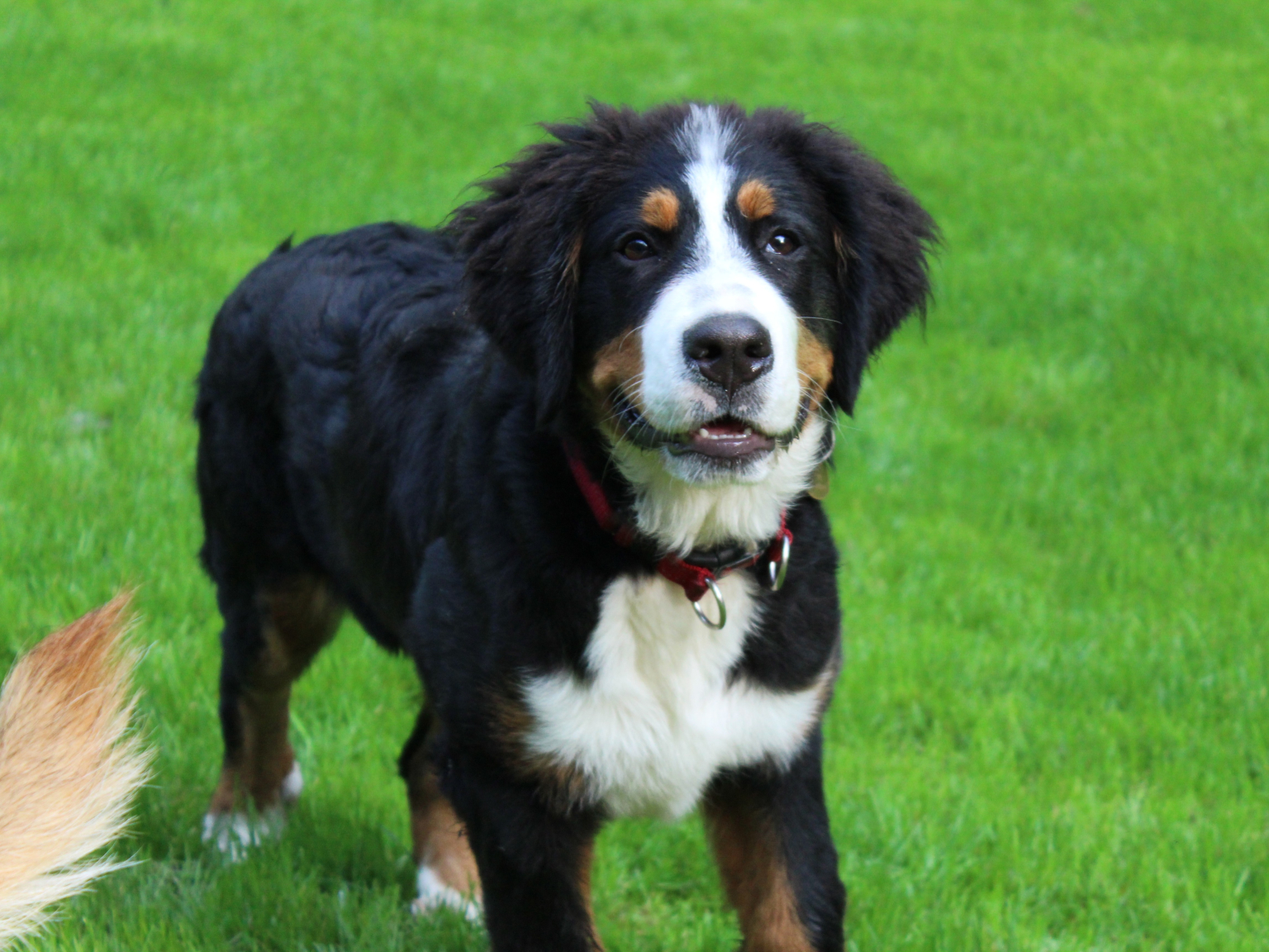 Ironbridge Dog Walking and Home Boarding Telford and Wrekin