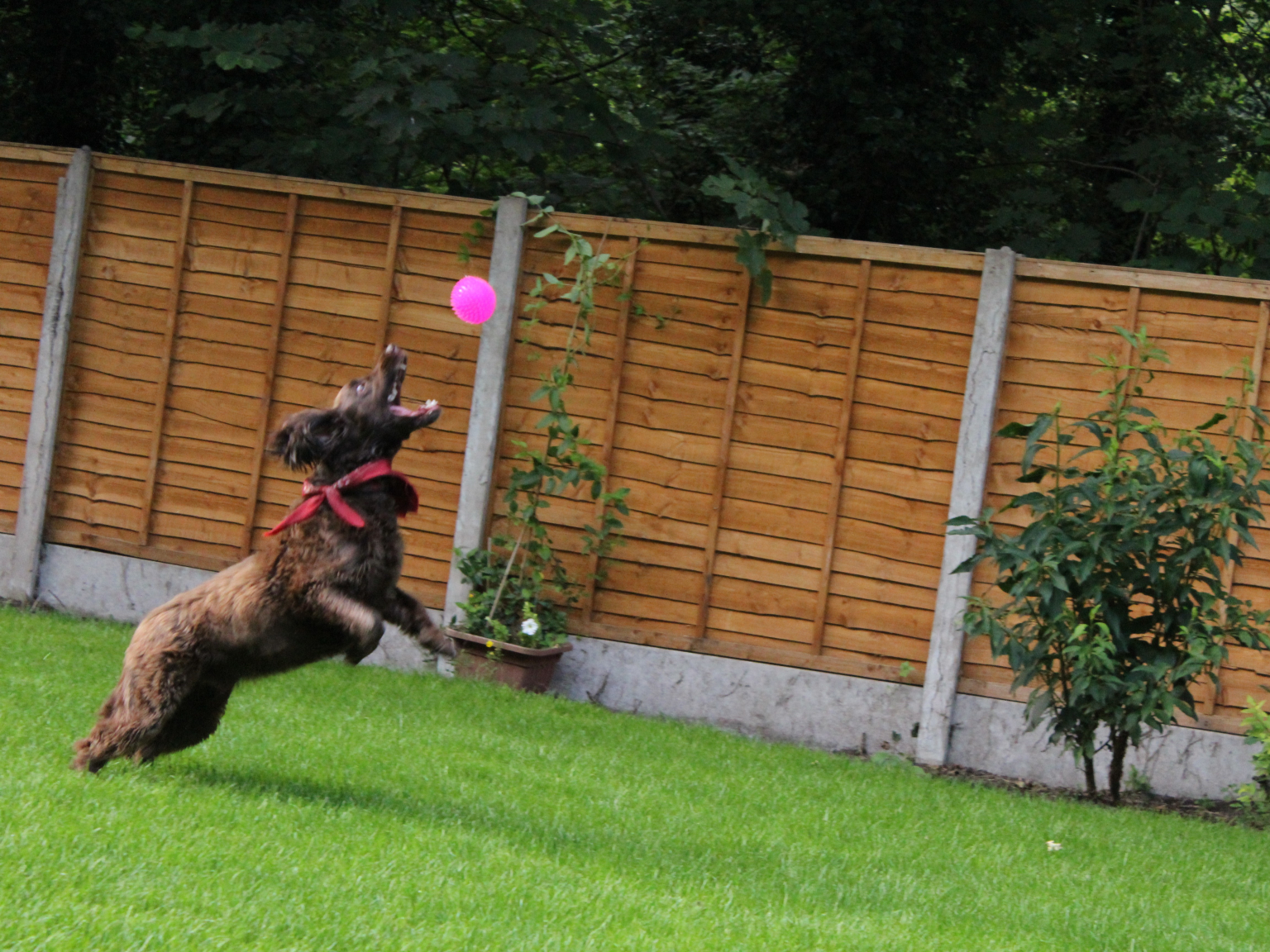 Ironbridge Dog Walking and Home Boarding Telford and Wrekin