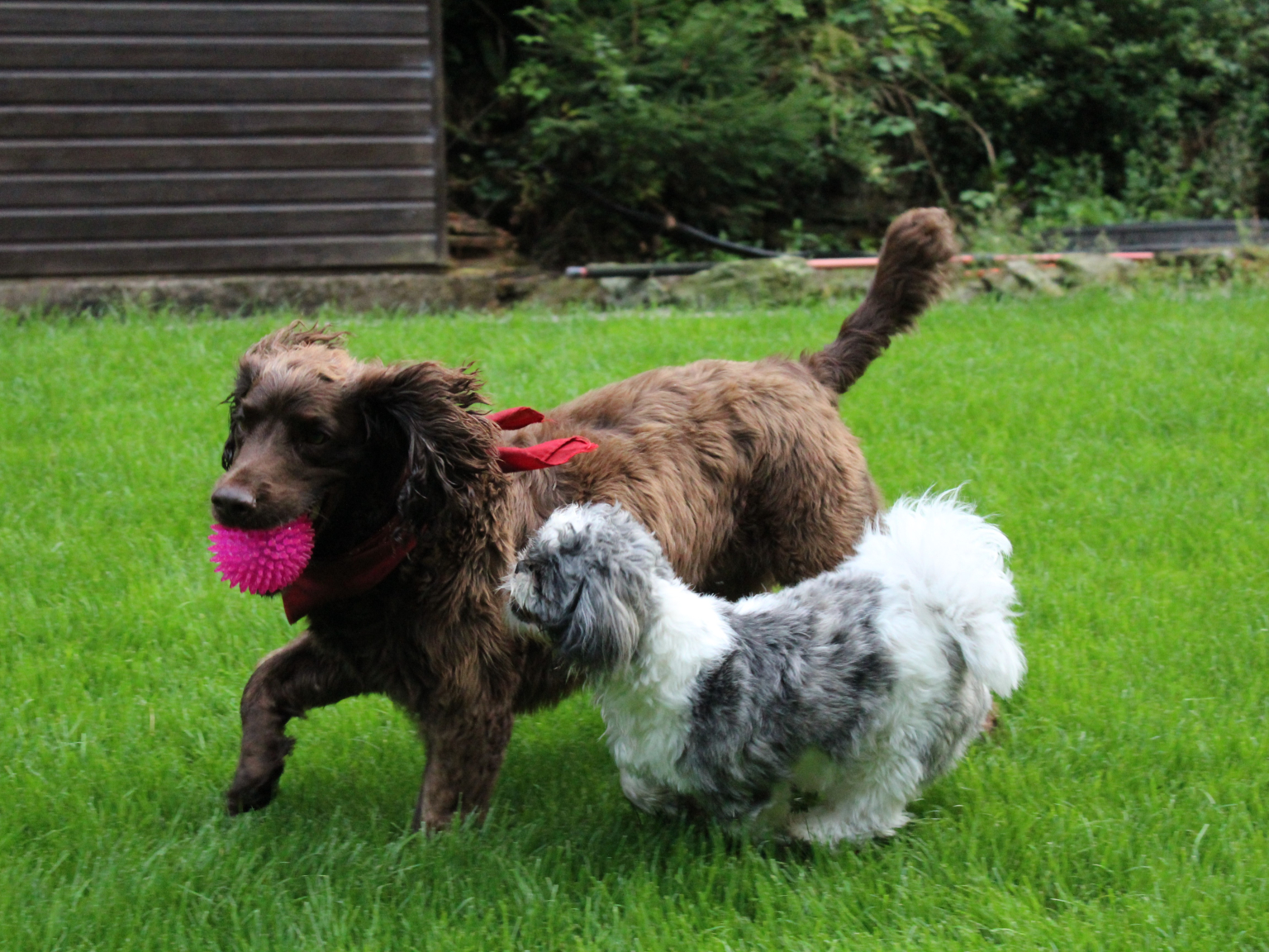 Ironbridge Dog Walking and Home Boarding Telford and Wrekin