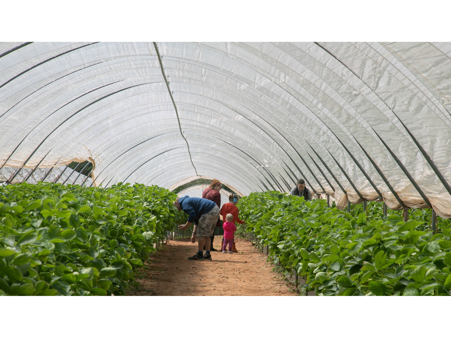Manor Farm Fruits Pick Your Own Fruit in Lichfield