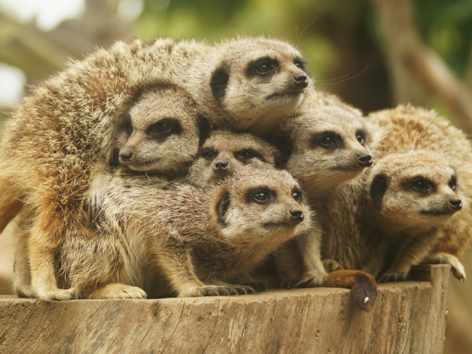 Drusillas Park | The Best Zoo &amp; Family Day Out in East Sussex