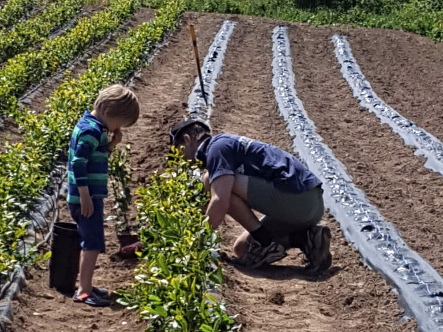 The Jersey Tea Company Jersey