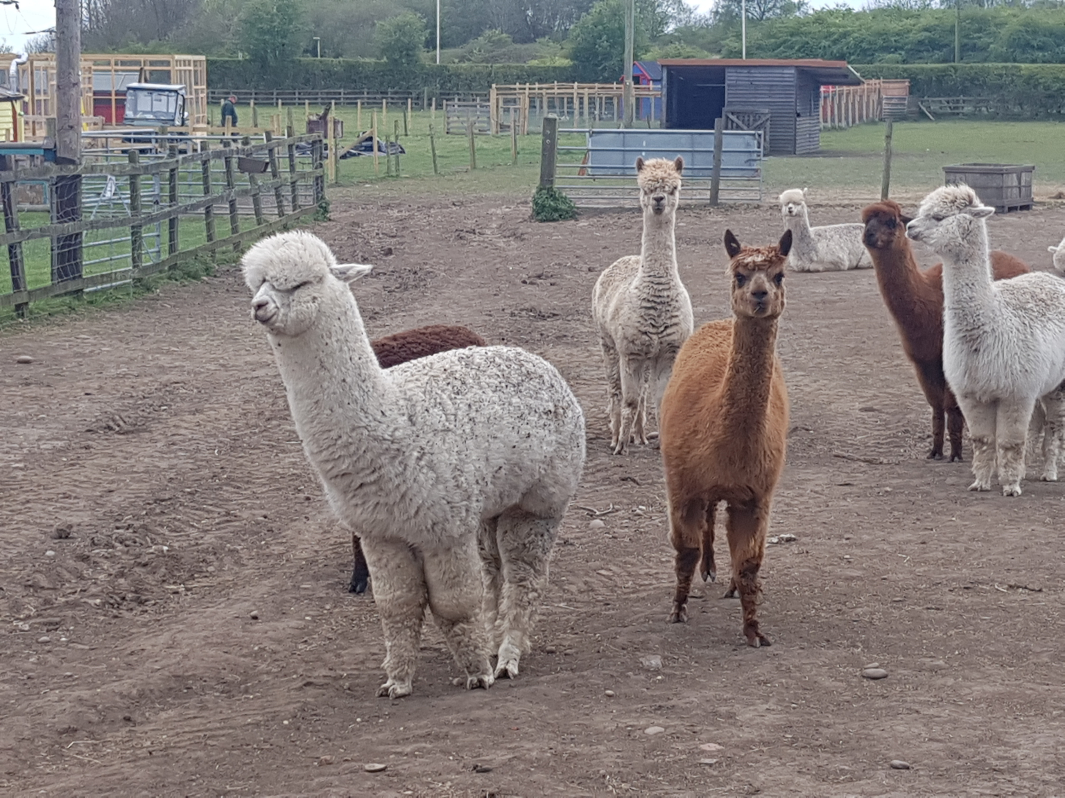 Burntwood Alpacas and Animal Experiences Day Out in Lichfield