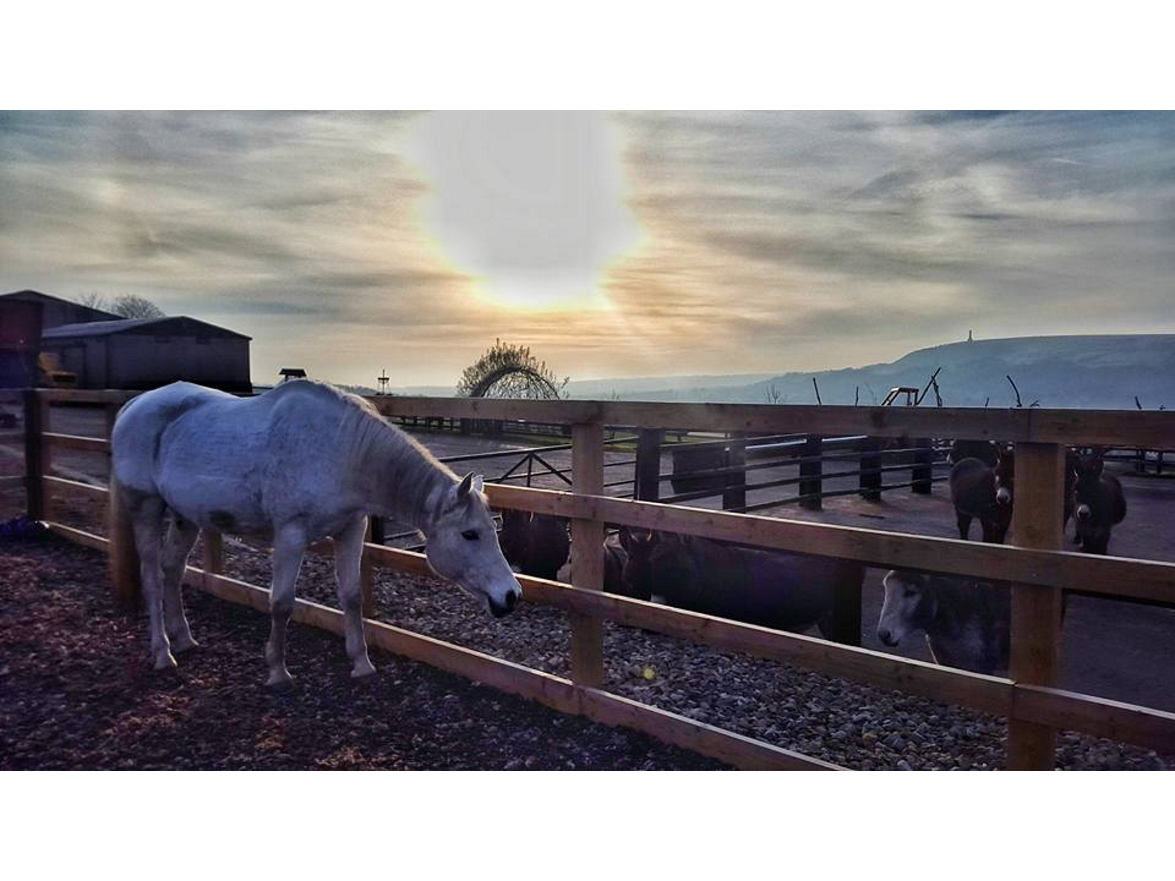 Bleakholt Animal Sanctuary - Bury