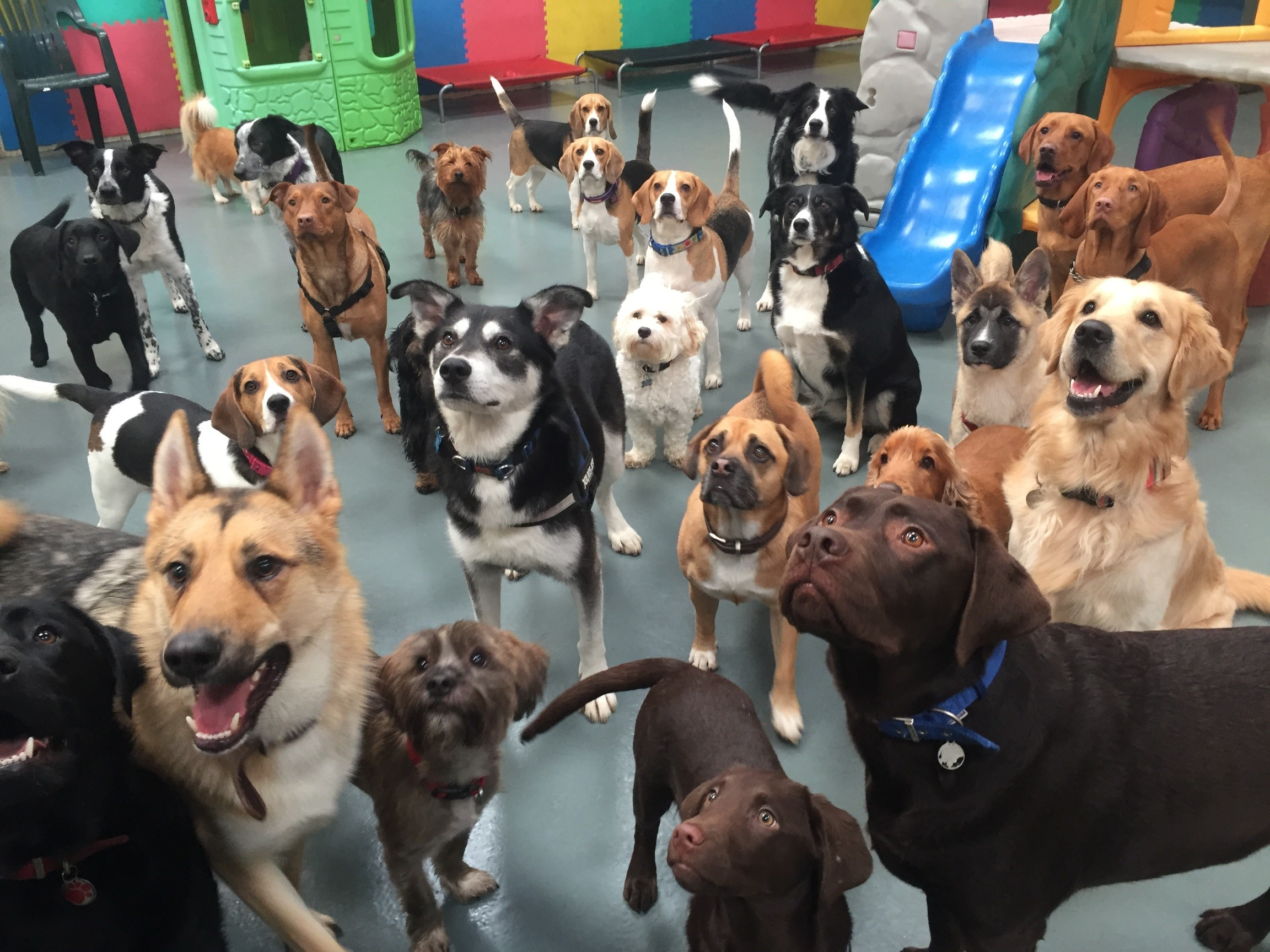 A warm to Stay N Play Doggy Daycare