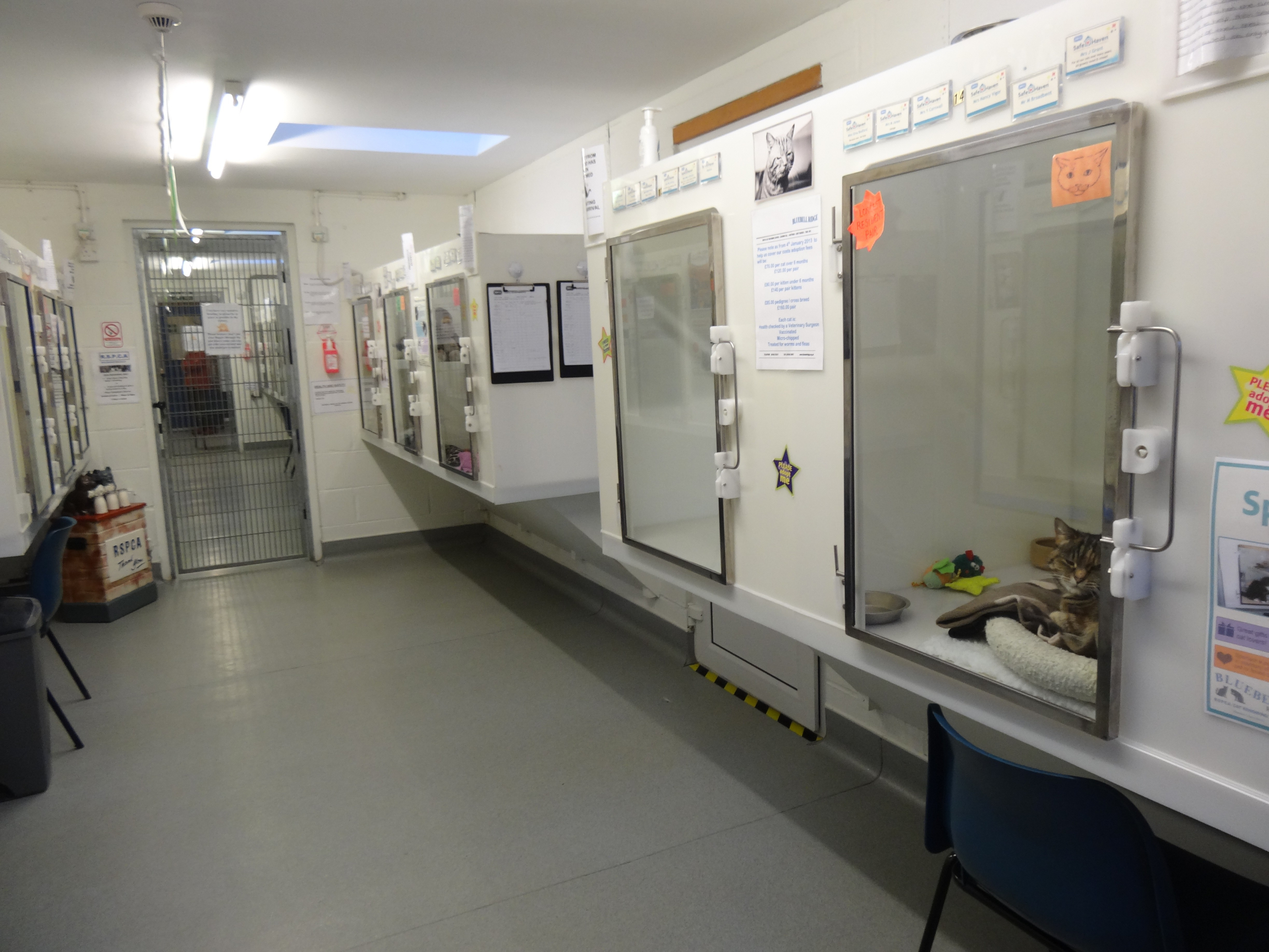 Bluebell Ridge RSPCA Cat Rehoming Centre - Cat Rehoming in Hastings