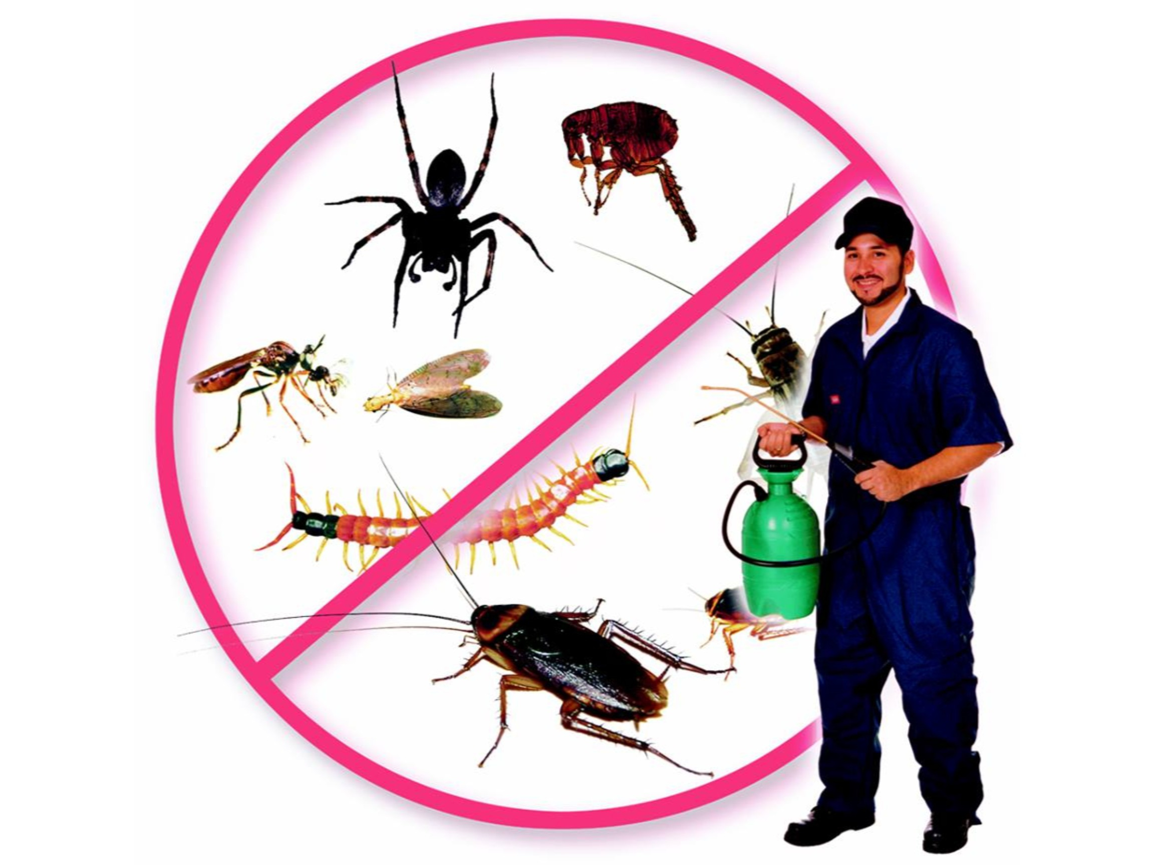 County Pest Control for Rodents, Birds and Insect Management Market