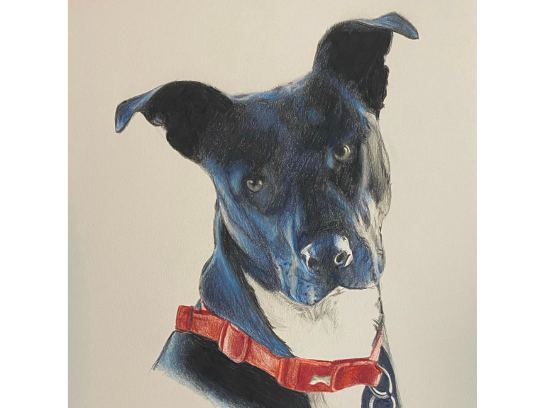 PB Pet Portraits