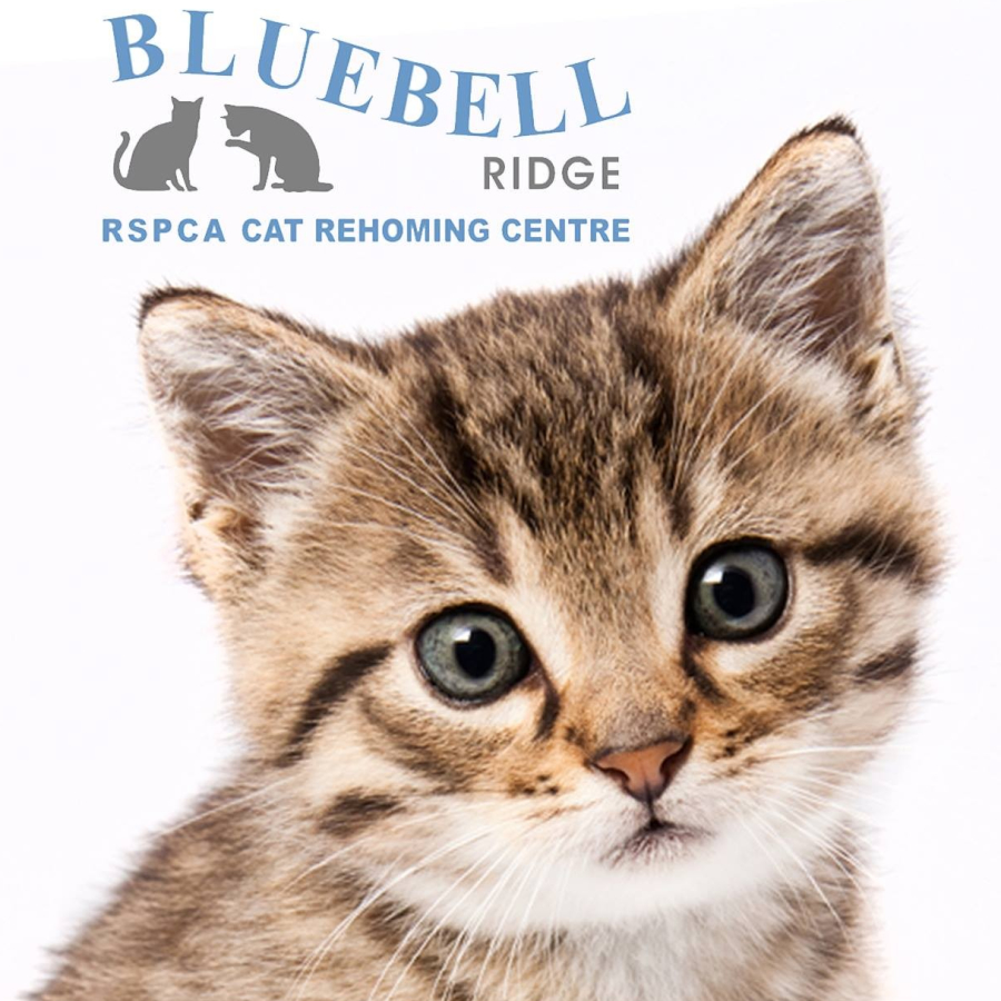 Bluebell Ridge RSPCA Cat Rehoming Centre Cat Rehoming in Hastings