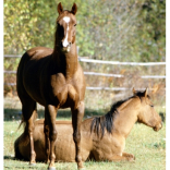 Isle of Man Home of Rest for Old Horses