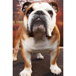 Dog Warden