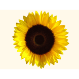 The Sunflower Project