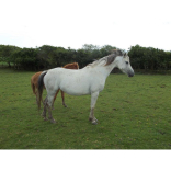 Trallwm Farm Animal Sanctuary		
