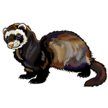 Folland Ferret Welfare