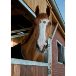Brockhurst Stables