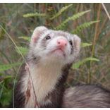 Ferret Welfare