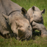 Chester Zoo