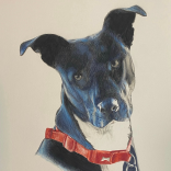 PB Pet Portraits