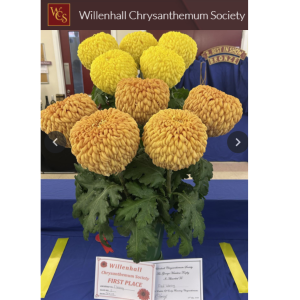 Willenhall Chrysanthemum Society